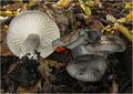 Hygrophorus camarophyllus
